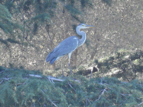 iNaturalist image