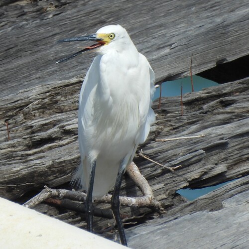 iNaturalist image