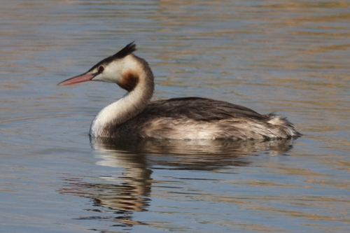 iNaturalist image