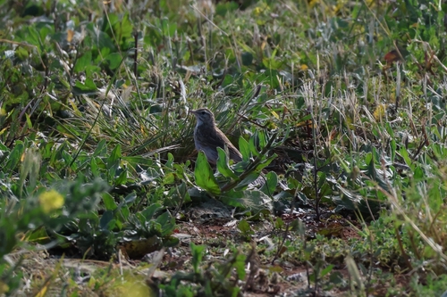 Australian Pipit