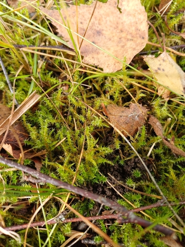 Square Gooseneck Moss