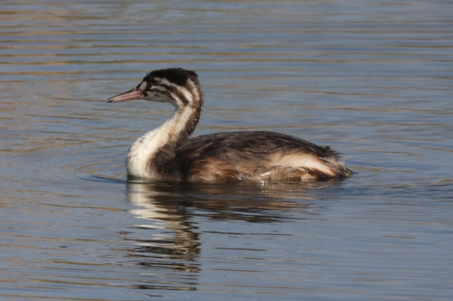 iNaturalist image