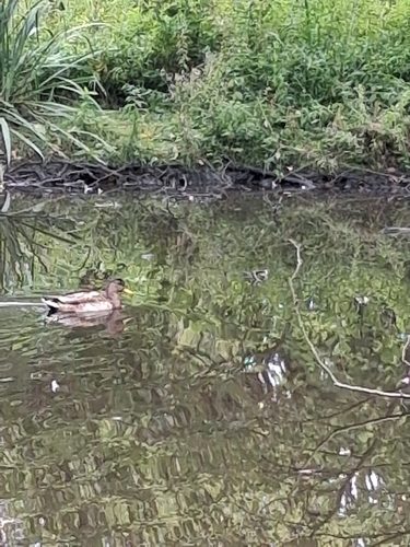 iNaturalist image