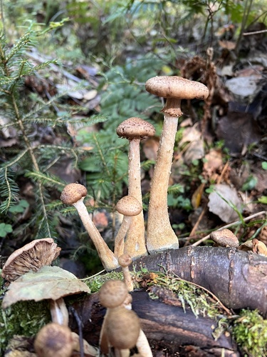 Bulbous Honey Fungus
