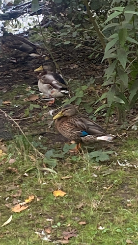 iNaturalist image
