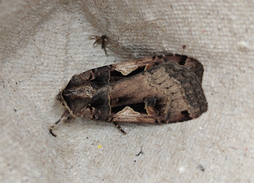 Setaceous Hebrew Character