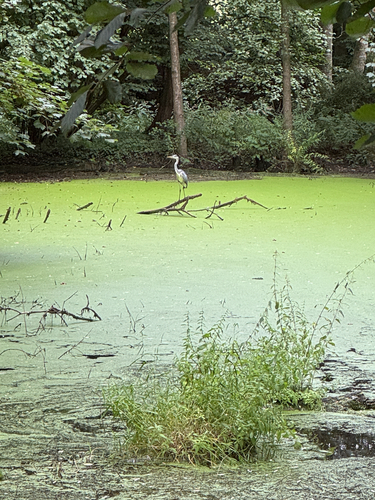 iNaturalist image