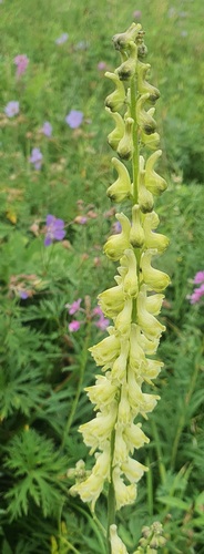 Aconitum barbatum, photograph 2