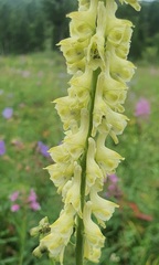 Aconitum barbatum, photograph (c) Urgamal Magsar, some rights reserved (CC BY)