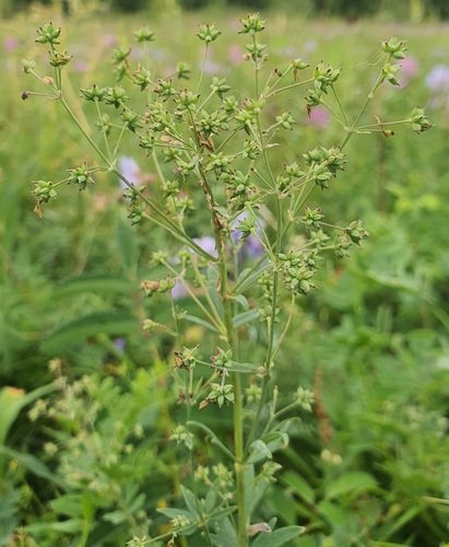 Thalictrum simplex, photograph 4