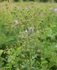 (c) Urgamal Magsar, some rights reserved (CC BY) Thalictrum simplex, photograph (c) Urgamal Magsar, some rights reserved (CC BY)