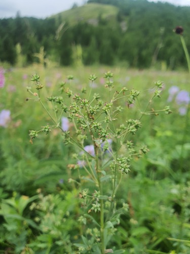 Thalictrum simplex, photograph 5