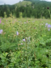 (c) Urgamal Magsar, some rights reserved (CC BY) Thalictrum simplex, photograph (c) Urgamal Magsar, some rights reserved (CC BY)