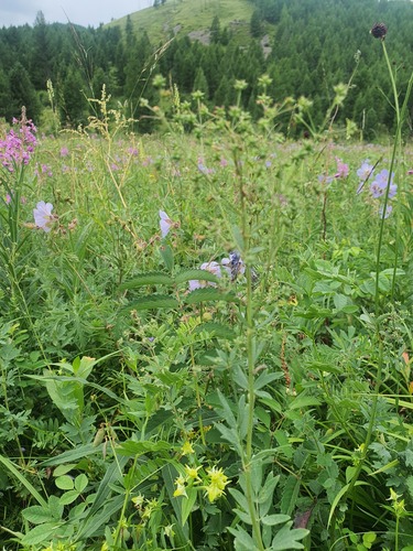 Thalictrum simplex, photograph 6