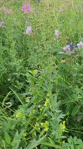 Thalictrum simplex, photograph 1