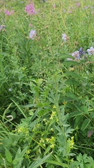 Thalictrum simplex