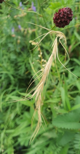 Elymus sibiricus, photograph 6