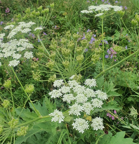 Heracleum dissectum, photograph 5