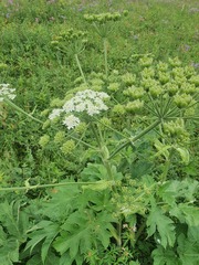 Heracleum dissectum, photograph (c) Urgamal Magsar, some rights reserved (CC BY)