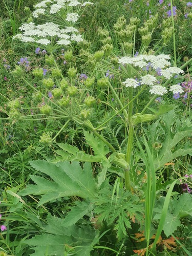 Heracleum dissectum, photograph 4