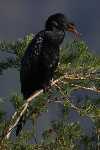 iNaturalist: (c) CI Jay, some rights reserved (CC BY-NC), uploaded by CI Jay iNaturalist image
