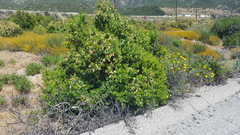 Prunus ilicifolia ilicifolia