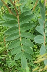 Astragalus frigidus, photograph (c) Urgamal Magsar, some rights reserved (CC BY)