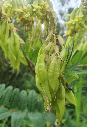Astragalus frigidus, photograph 5