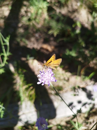 Lulworth Skipper