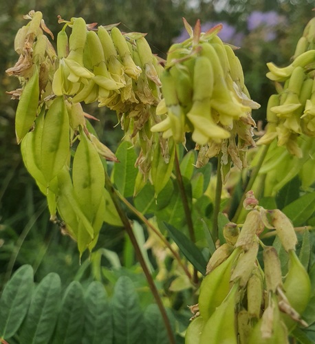 Astragalus frigidus, photograph 4