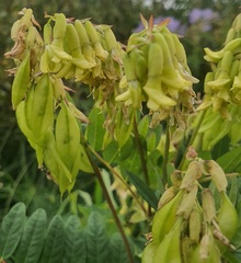 Astragalus frigidus, photograph (c) Urgamal Magsar, some rights reserved (CC BY)