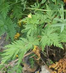 Conioselinum tataricum, photograph (c) Urgamal Magsar, some rights reserved (CC BY)