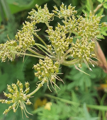 Conioselinum tataricum, photograph 3