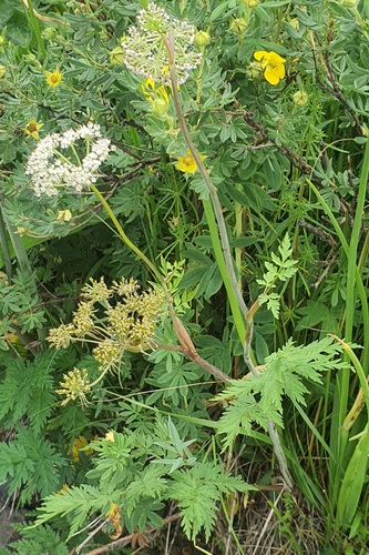 Conioselinum tataricum