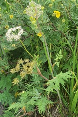 Conioselinum tataricum
