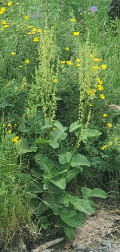 Rumex aquaticus, photograph 2