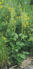 Rumex aquaticus, photograph (c) Urgamal Magsar, some rights reserved (CC BY)