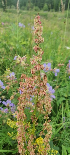 Rumex aquaticus, photograph 4