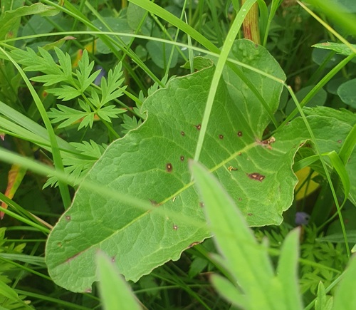 Rumex aquaticus, photograph 5