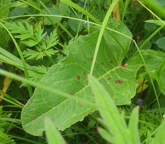 Rumex aquaticus, photograph (c) Urgamal Magsar, some rights reserved (CC BY)