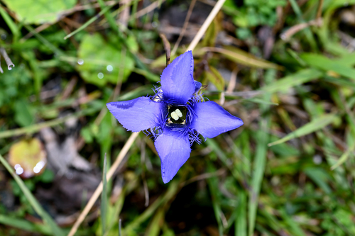 Fringe-flowered Gentian