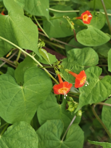 red morning glory