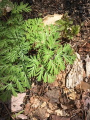 Dicentra cucullaria