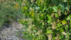 Prunus ilicifolia ilicifolia