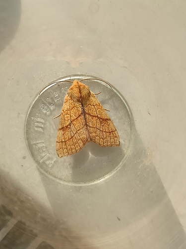 Orange Sallow