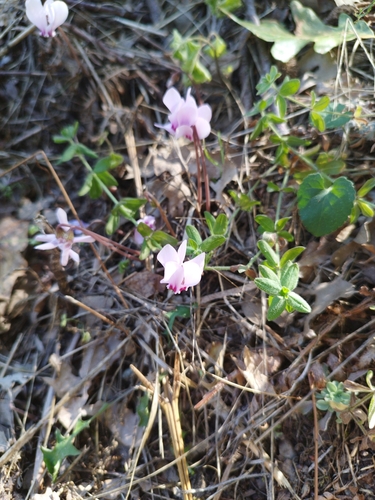 Ivy-leaved cyclamen