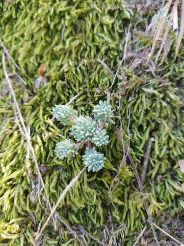 Spanish Stonecrop