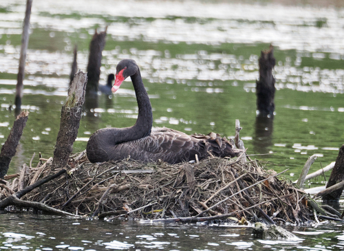 iNaturalist image