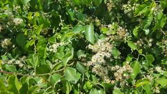 Prunus ilicifolia ilicifolia