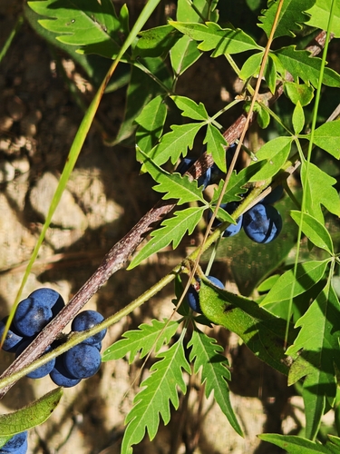 Five-leaved chaste tree